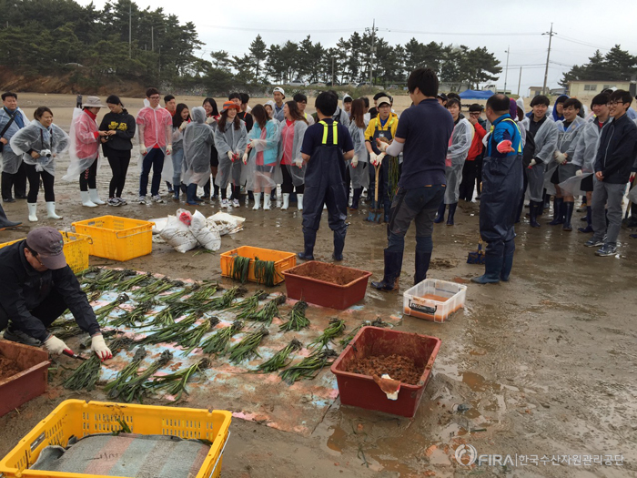 [2015.05.19] 서해바다녹화를 위한 잘피심기 체험행사 개최
