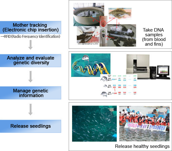 어미관리(전자칩 삽입) RFID(Radio Frequency Identification) DNA 샘플채취(혈액 및 지느러미 사진) → 유전적 다양성 분석 · 평가(유전 분석 사진) → 유전정보 관리(데이터 관리 사진) → 방류(건강 종묘 방류 사진)