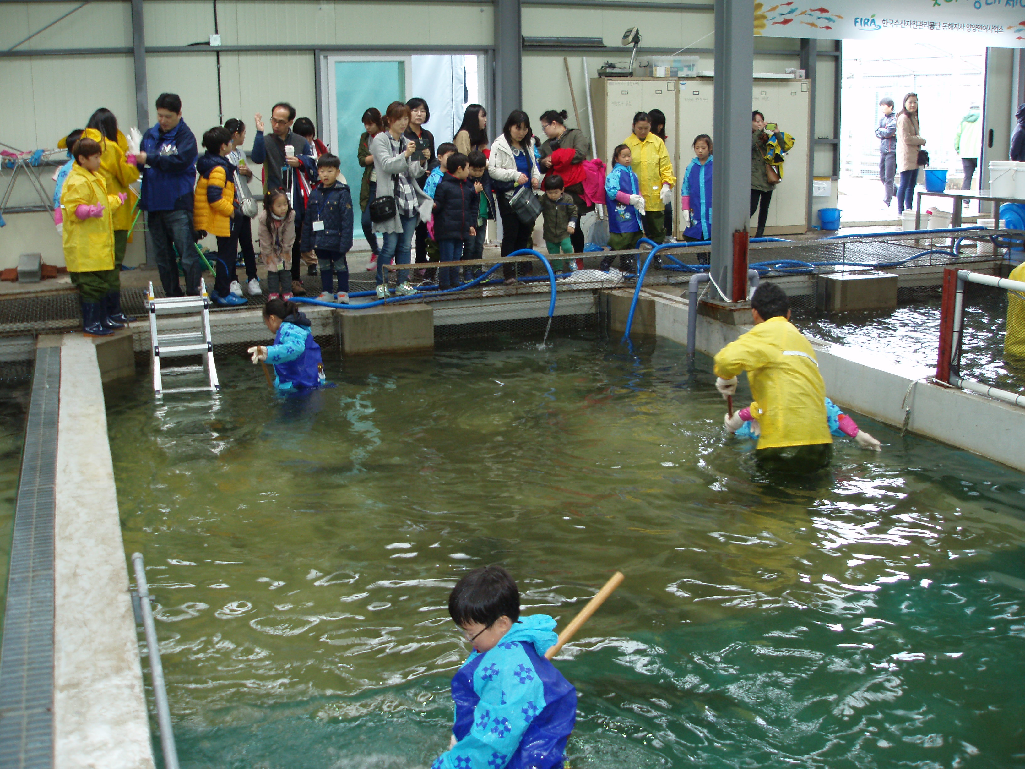 2014년11월1일(어미연어맞이행사)