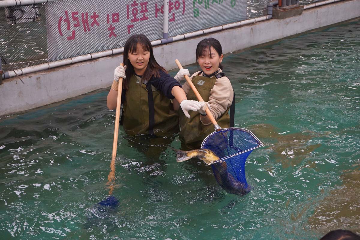 2016년 어미연어 맞이행사 (10월27일)