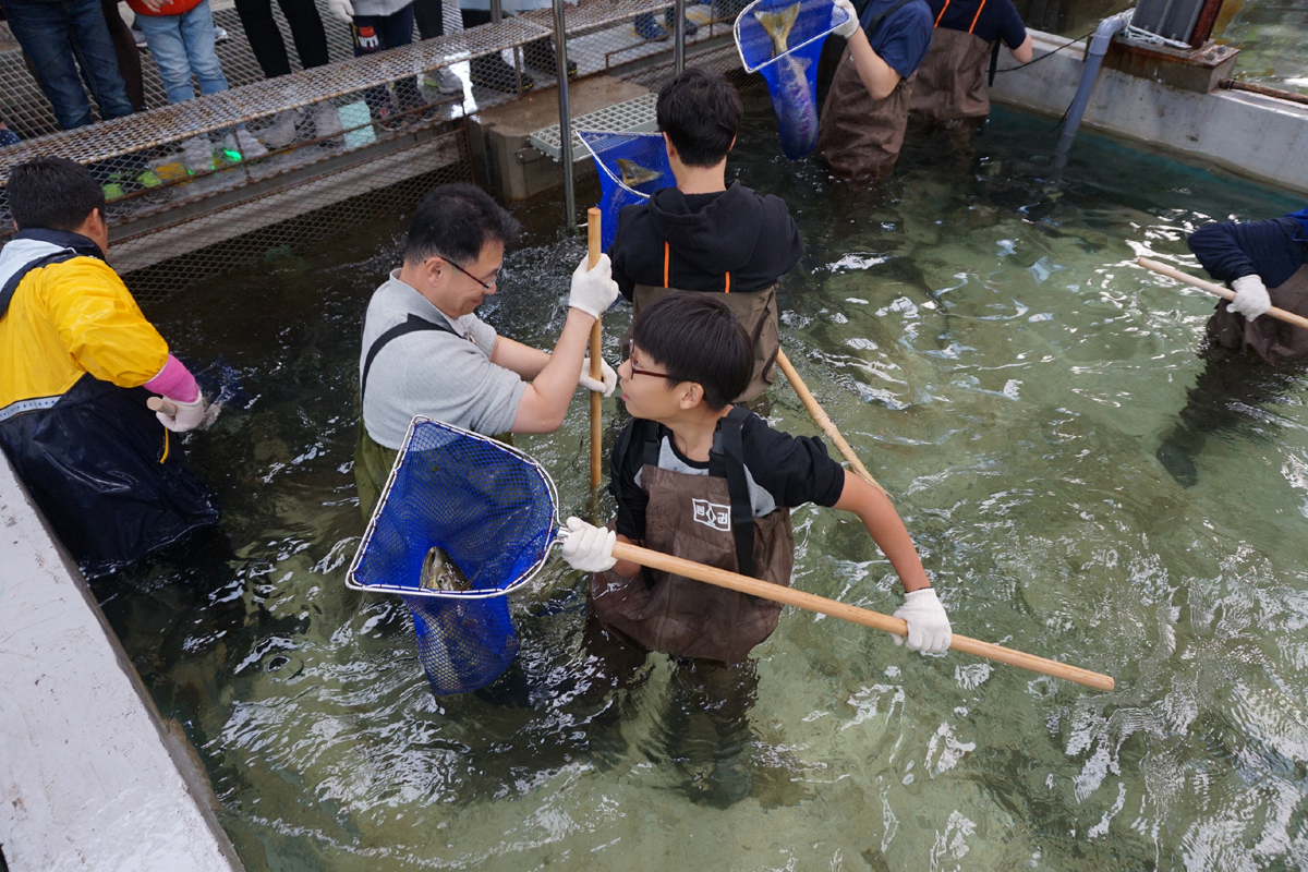 2016년 어미연어 맞이 행사(11월05일)