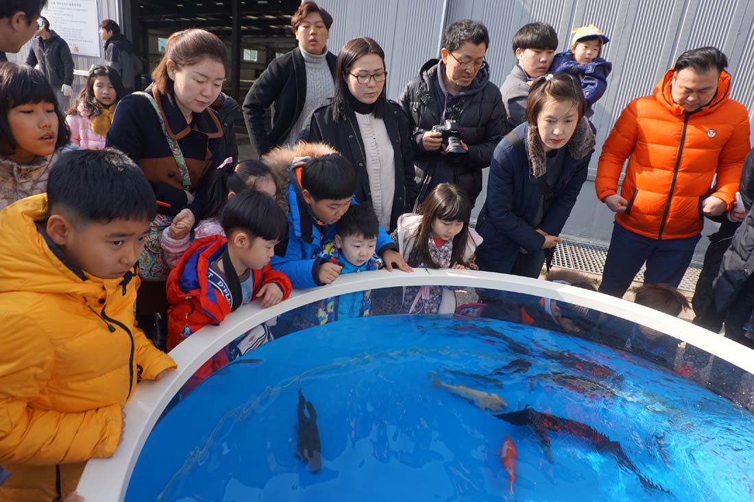 (2017.02.28) 제6회 어린연어 보내기 생태체험행사 사진