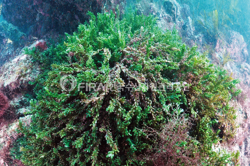 아열대 바다의 전형적 해조류인 옥덩굴