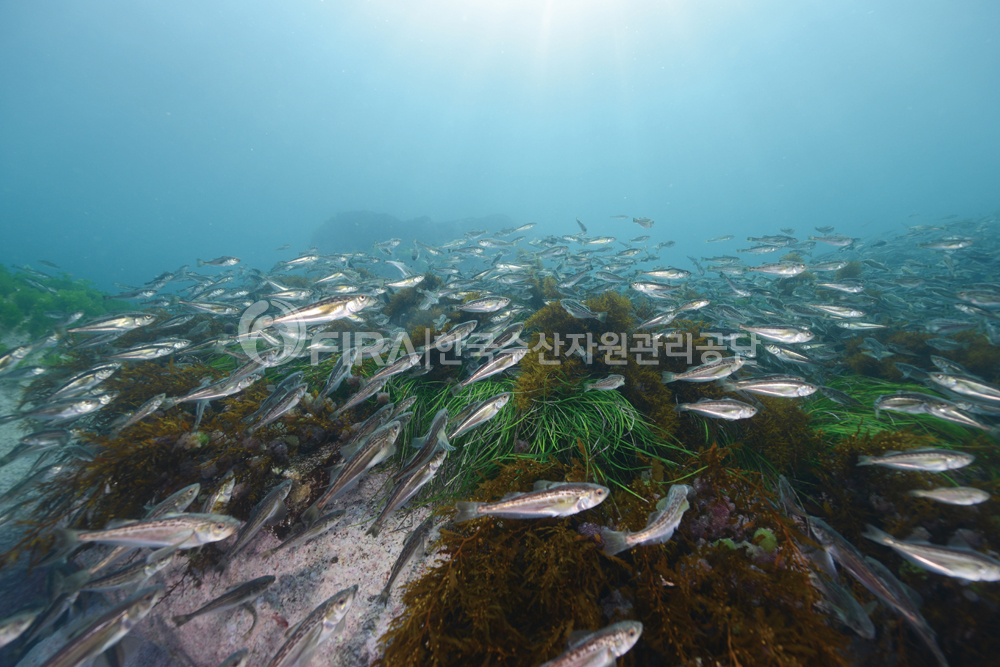 갯녹음이 회복된 해역에 산란하는 도루묵 모습