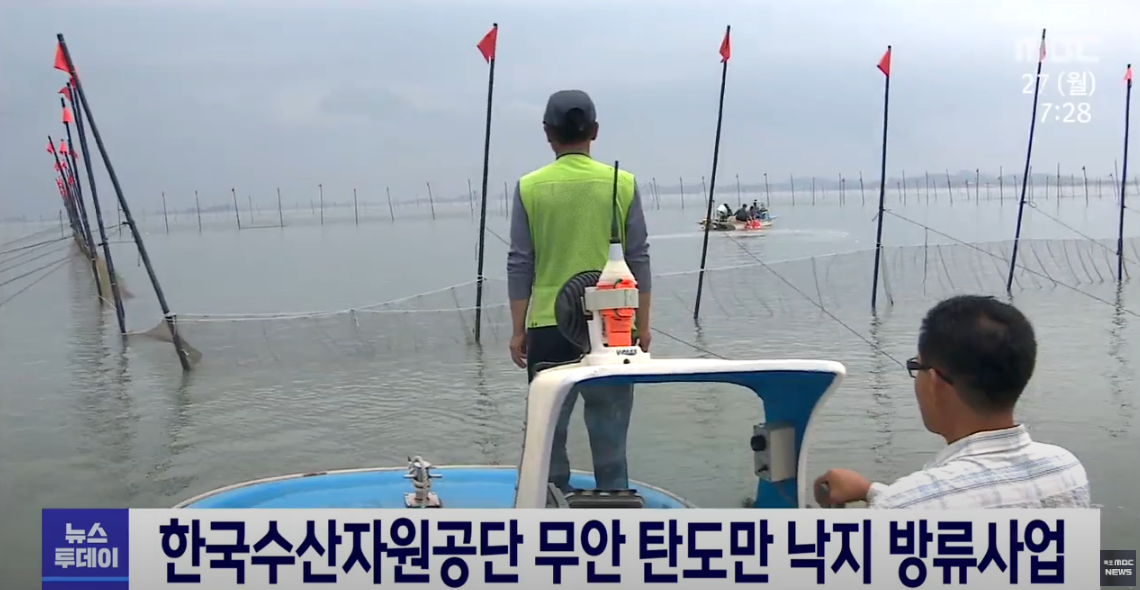 [22.6.27.]한국수산자원공단 무안 탄도만 낙지 방류사업[목포MBC 뉴스투데이]