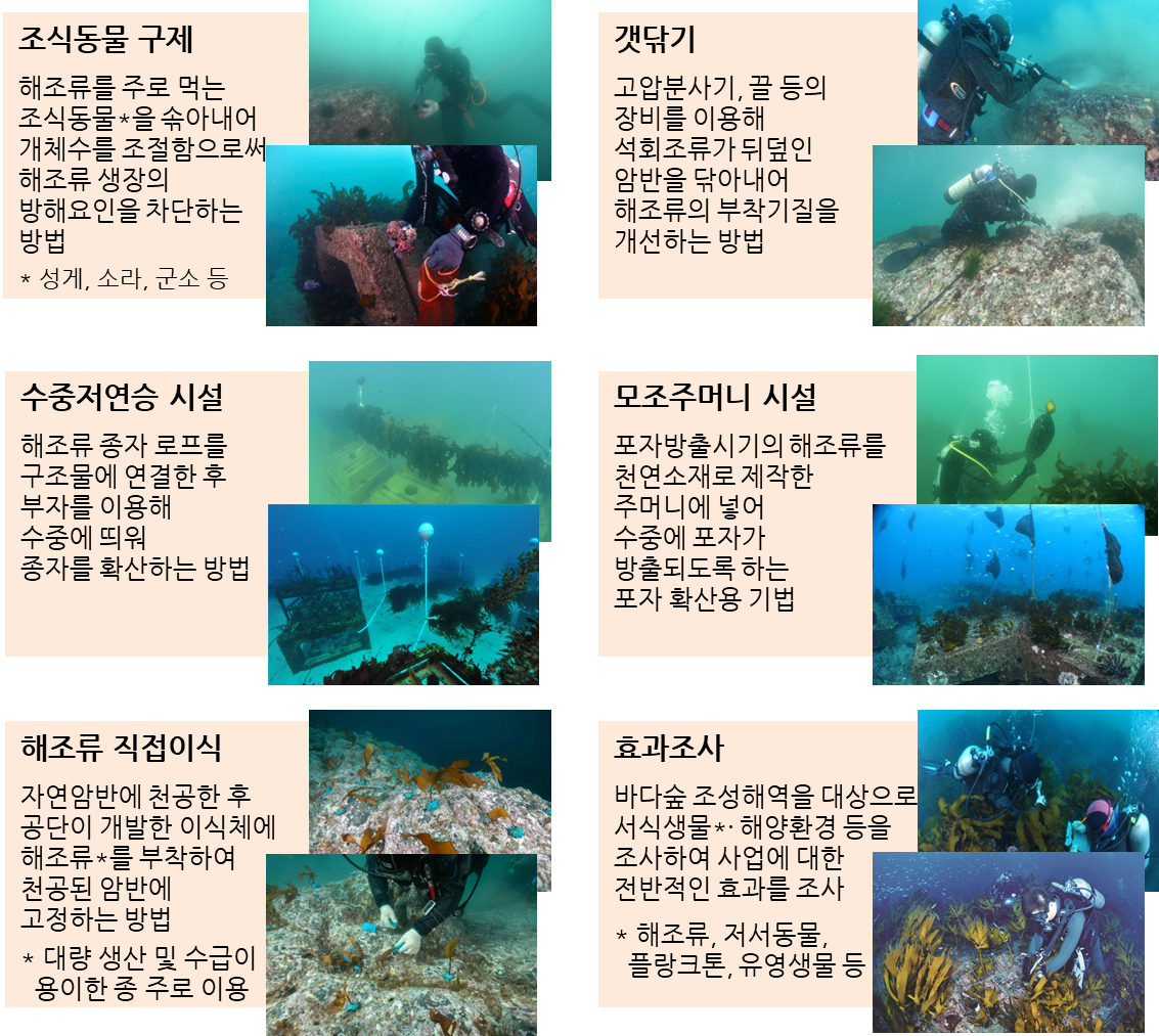 조식동물 구제 : 해조류를 주로 먹는 조식동물(성게, 소라, 군소 등)을 솎아내어 개체수를 조절함으로써 해조류 생장의 방해요인을 차단하는 방법
수중저연승 시설 : 해조류 종자 루프를 구조물에 연결한 후 부자를 이용해 수중에 띄워 종자를 확산하는 방법
해조류 직접이식 : 자연암반에 천공한 후 공단이 개발한 이식체에 해조류(대량 생산 및 수급이 용이한 종 주로 이용)을 부착하여 천공된 암반에 고정하는 방법
갯닦기 : 고압분사기 , 끌 등의 장비를 이용해 석회조류가 뒤덮인 암반을 닦아내어 해조류의 부착기질을 개선하는 방법
모조주머니 시설 : 포자방출시기의 해조류를 천연소재로 제작한 주머니에 넣어 수중에 포자가 방출되도록 하는 포자 확산용 기법
효과조사 : 바다숲 조성해역을 대상으로 서식생물(해조류, 저서동물, 플랑크톤, 유영생물 등) 해양환경 등을 조사하여 사업에 대한 전반적인 효과를 조사