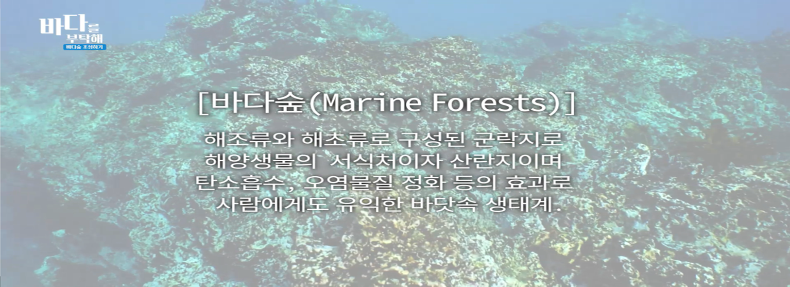 바다숲(marine Forests) 해조류와 해조류로 구성된 군락지로 해양생물의 서식처이자 산란지이며 탄소흡수, 오염물질 정화등의 효과로 사람에게도 유익한 바닷속 생태계. 동영상링크: https://www.fira.or.kr/fira/_files/2022/10/13/f4fb0e61ab228d3db0b818c9dce20cd1.mp4