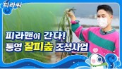피라맨이간다 통영 잘피숲 조성사업