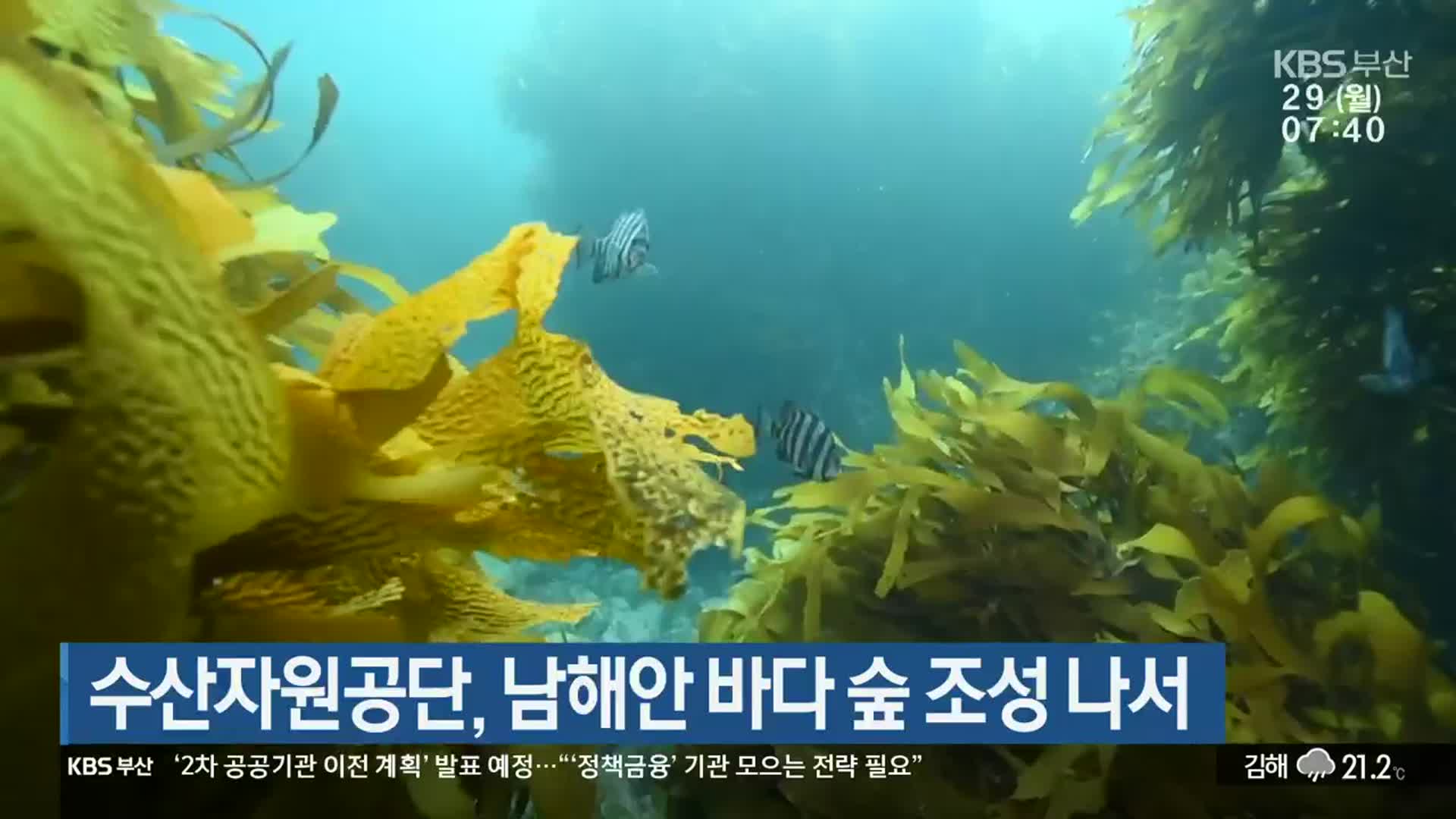 [23.05.29] KBS 뉴스-수산자원공단, 남해안 바다 숲 조성 나서