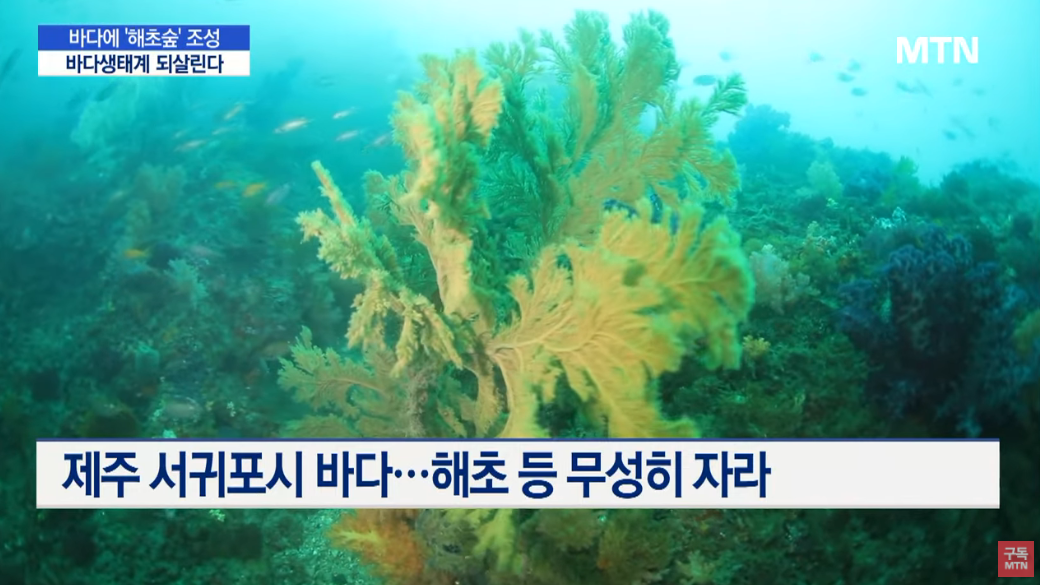 [23.05.12] 해초 심어 바다숲을 울창하게…바다생태계 되살린다 / 머니투데이방송 (뉴스)