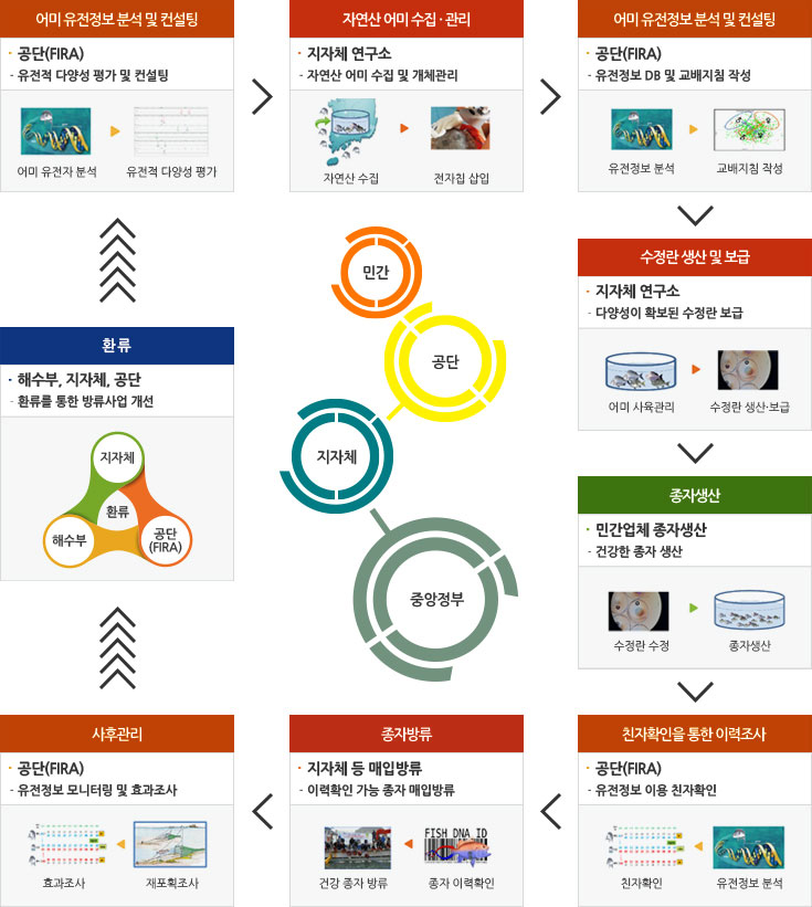 어미 유전정보 분석 및 컨설팅(공단(FIRA)) :  유전적 다양성 평가 및 컨설팅 - 어미 유전자 분석, 유전적 다양성 평가 → 자연산 어미 수집 · 관리(지자체 연구소) : 자연산 어미 수집 및 개체관리 - 자연산 수집, 전자칩 삽입 → 어미 유전정보분석 및 컨설팅(공단(FIRA)) : 유전정보 DB 및 교배지침 작성 - 유전정보 분석, 교배지침 작성 → 수정란 생산 및 보급(지자체 연구소) : 다양성이 확보된 수정란 보급 - 어미 사육관리, 수정란 생산·보급 → 종자생산(민간업체 종자생산) : 건강한 종자 생산 - 수정란 수정, 종자생산 → 친자확인을 통한 이력조사(공단(FIRA)) : 유전정보 이용 친자확인 - 친자확인, 유전정보 분석 → 종자방류(지자체 등 매입방류) : 이력확인 가능 종자 매입방류 - 건강 종자 방류, 종자 이력확인 → 사후관리(공단(FIRA)) : 유전정보 모니터링 및 효과조사 - 효과조사, 재포획조사 → 환류(해수부, 지자체, 공단) : 환류를 통한 방류사업 개선