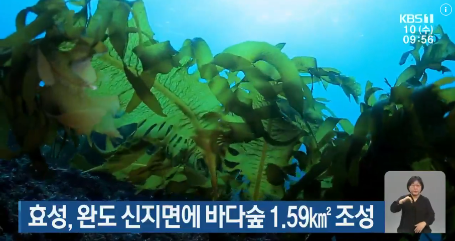 [24.04.10.][KBS]효성, 완도 신지면에 바다숲 1.59㎢ 조성