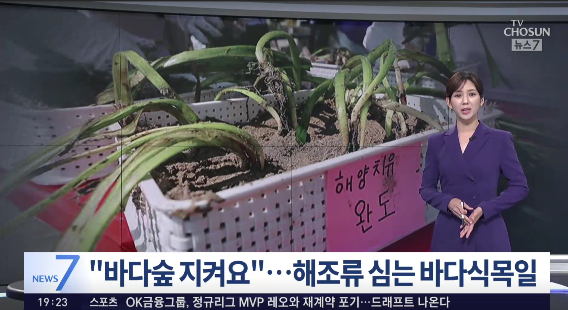 [24.05.11][TV조선]나무 심듯 바다에 해조류 식재…이산화탄소 흡수 효과 '나무의 5배'