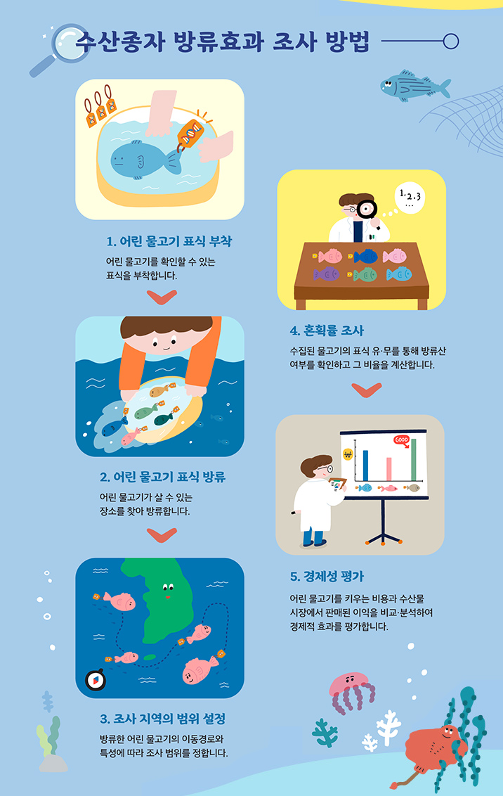 수산종자 방류효과 조사 방법
1. 어린 물고기 표식 부착 : 어린 물고기를 확인할 수 있는 표식을 부착합니다.
2. 어린 물고기 표식 방류 : 어린 물고기가 살 수 있는 장소를 찾아 방류합니다.
3. 조사 지역의 범위 설정 : 방류한 어린 물고기의 이동경로와 특성에 따라 조사 범위를 정합니다.
4. 혼획률 조사 : 수집된 물고기의 표식 유·무를 통해 방류산 여부를 확인하고 그 비율을 계산합니다.
5. 경제성 평가 : 어린 물고기를 키우는 비용과 수산물 시장에서 판매된 이익을 비교·분석하여 경제적 효과를