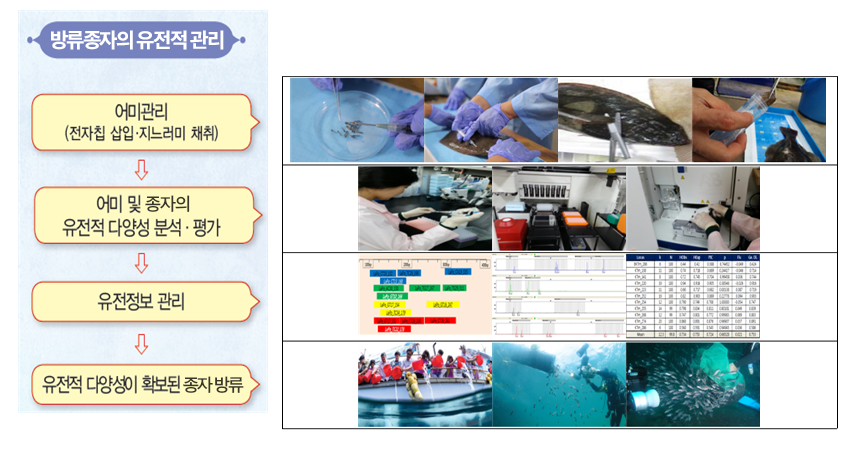 어미관리(전자칩 삽입) RFID(Radio Frequency Identification) DNA 샘플채취(혈액 및 지느러미 사진) → 유전적 다양성 분석 · 평가(유전 분석 사진) → 유전정보 관리(데이터 관리 사진) → 방류(건강 종자 방류 사진)