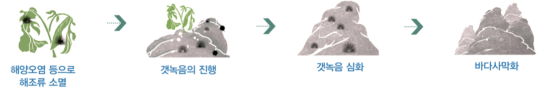 해양오염 등으로 해조류 소멸 → 갯녹음의 진행 → 갯녹음 심화 → 바다사막화