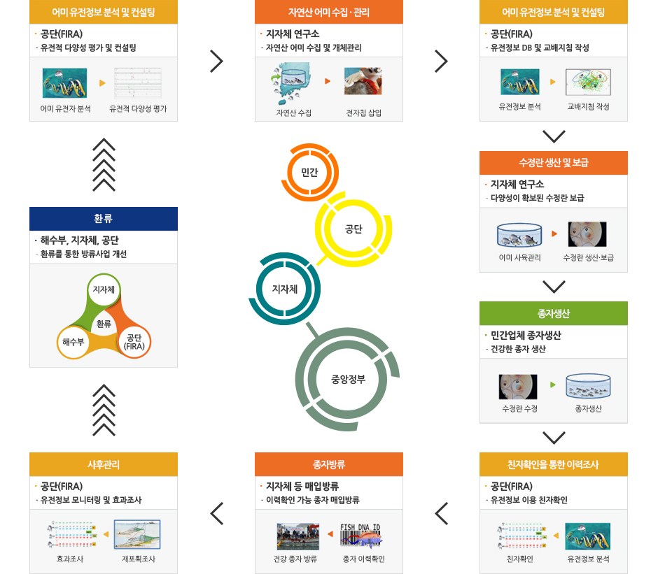 어미 유전정보 분석 및 컨설팅(공단(FIRA)) :  유전적 다양성 평가 및 컨설팅 - 어미 유전자 분석, 유전적 다양성 평가 → 자연산 어미 수집 · 관리(지자체 연구소) : 자연산 어미 수집 및 개체관리 - 자연산 수집, 전자칩 삽입 → 어미 유전정보분석 및 컨설팅(공단(FIRA)) : 유전정보 DB 및 교배지침 작성 - 유전정보 분석, 교배지침 작성 → 수정란 생산 및 보급(지자체 연구소) : 다양성이 확보된 수정란 보급 - 어미 사육관리, 수정란 생산·보급 → 종자생산(민간업체 종자생산) : 건강한 종자 생산 - 수정란 수정, 종자생산 → 친자확인을 통한 이력조사(공단(FIRA)) : 유전정보 이용 친자확인 - 친자확인, 유전정보 분석 → 종자방류(지자체 등 매입방류) : 이력확인 가능 종자 매입방류 - 건강 종자 방류, 종자 이력확인 → 사후관리(공단(FIRA)) : 유전정보 모니터링 및 효과조사 - 효과조사, 재포획조사 → 환류(해수부, 지자체, 공단) : 환류를 통한 방류사업 개선